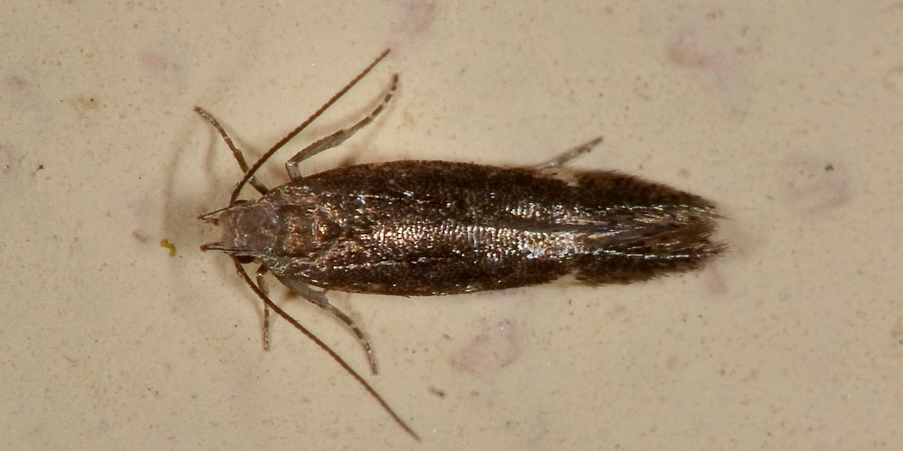 Farfallina da identificare - Cfr. Aproaerema anthyllidella, Gelechiidae